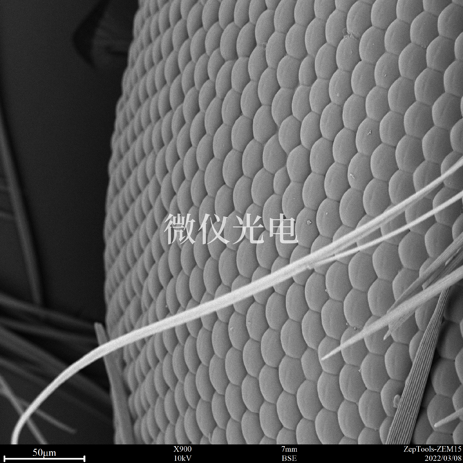 掃描電鏡的昆蟲.png 掃描電鏡的昆蟲.png