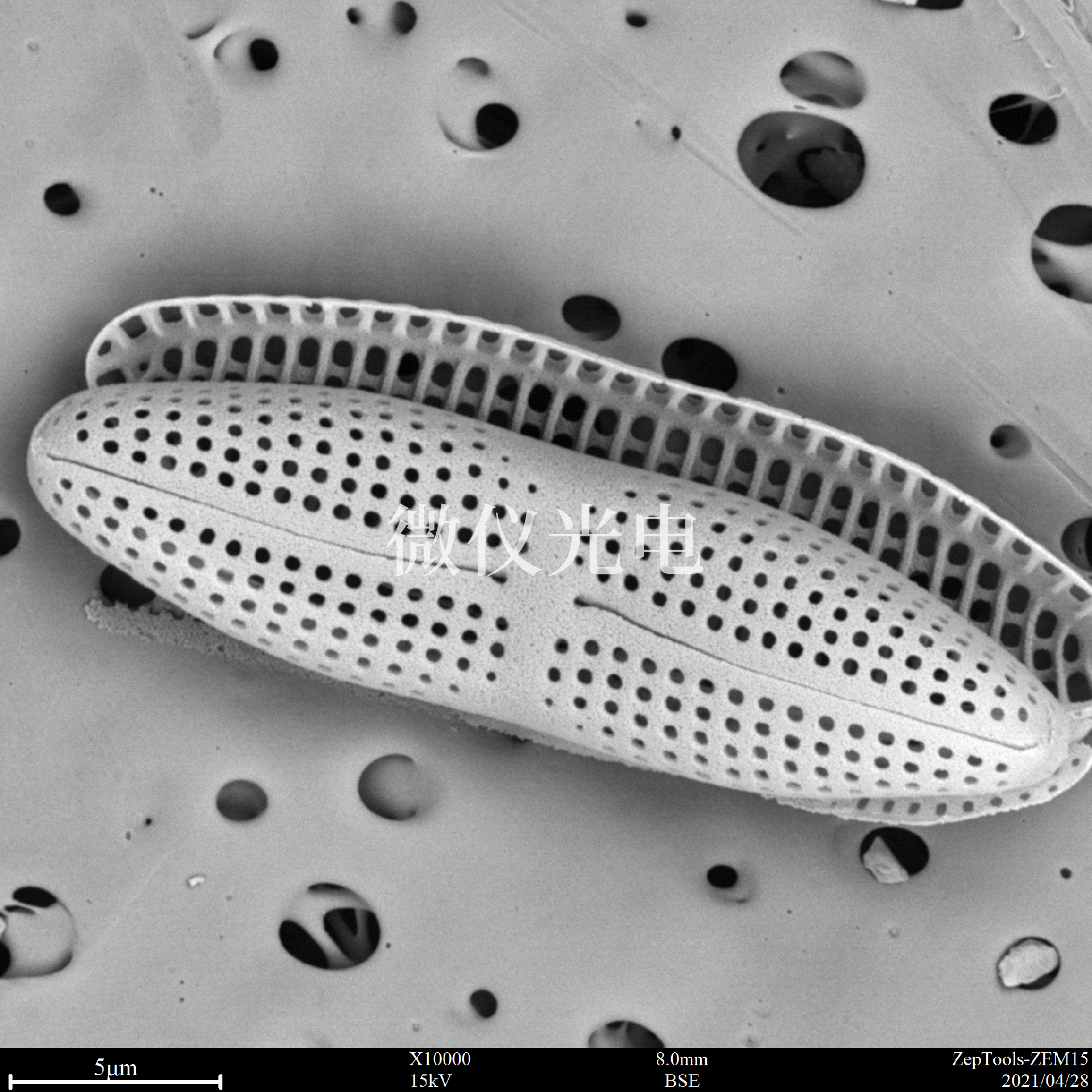 掃描電鏡下硅藻檢測.png 掃描電鏡下硅藻檢測.png